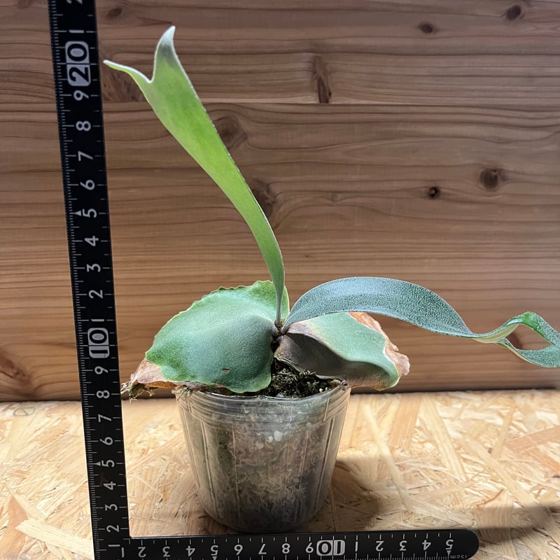 ビカクシダ フーンシキ | GREEN LUCK