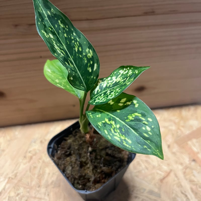 観葉植物アグラオネマ タイスノーレークス 鉢ごと｜観葉植物