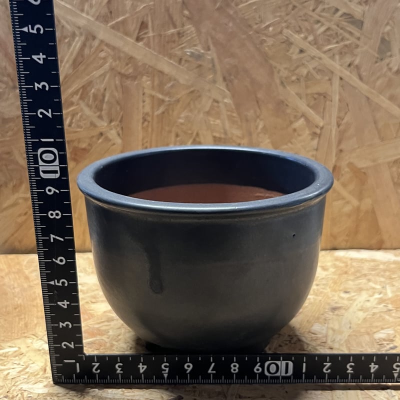 伝市鉢 コウロ型 サクラ草 黒化粧 3.5号 | GREEN LUCK