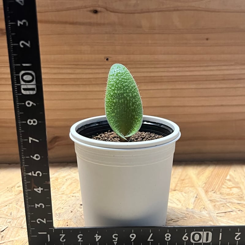 ラケナリア トリコフィラ | GREEN LUCK