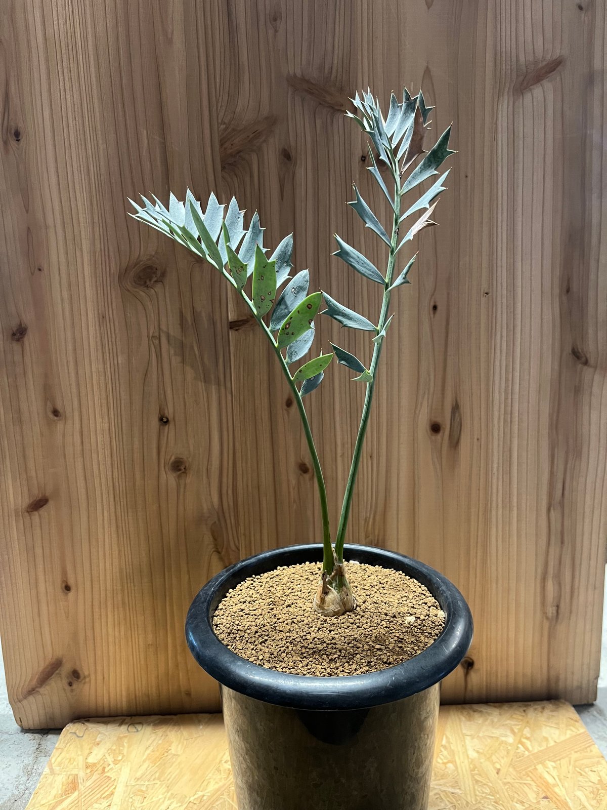 Apホリダス エンセファラルトス ホリダス | GREEN LUCK