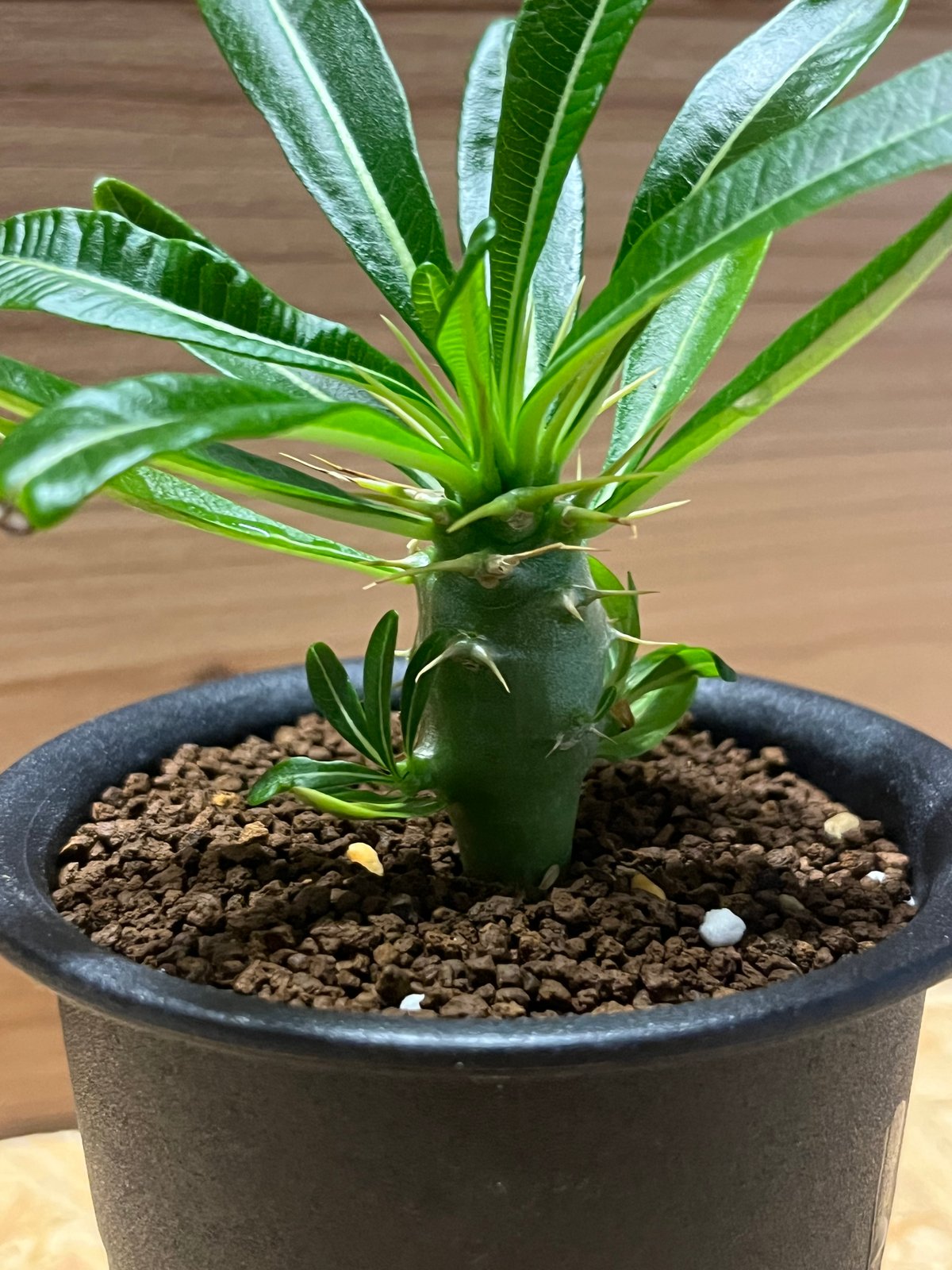 パキポディウム アンボンゲンセ | GREEN LUCK