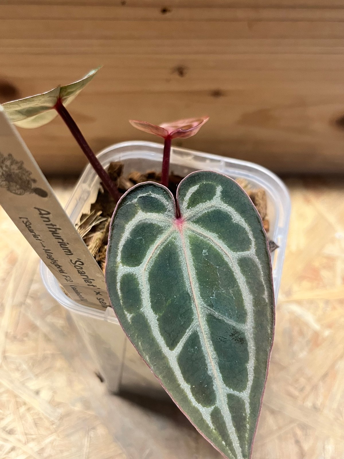 アンスリウム スカーレット | GREEN LUCK