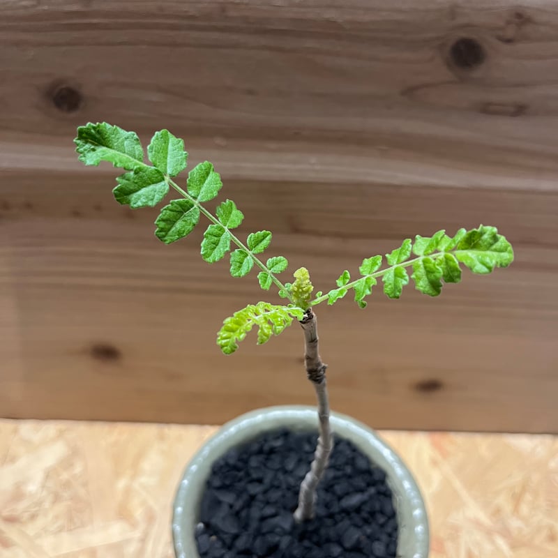 ボスウェリア サクラ×伝市鉢 穴窯 | GREEN LUCK