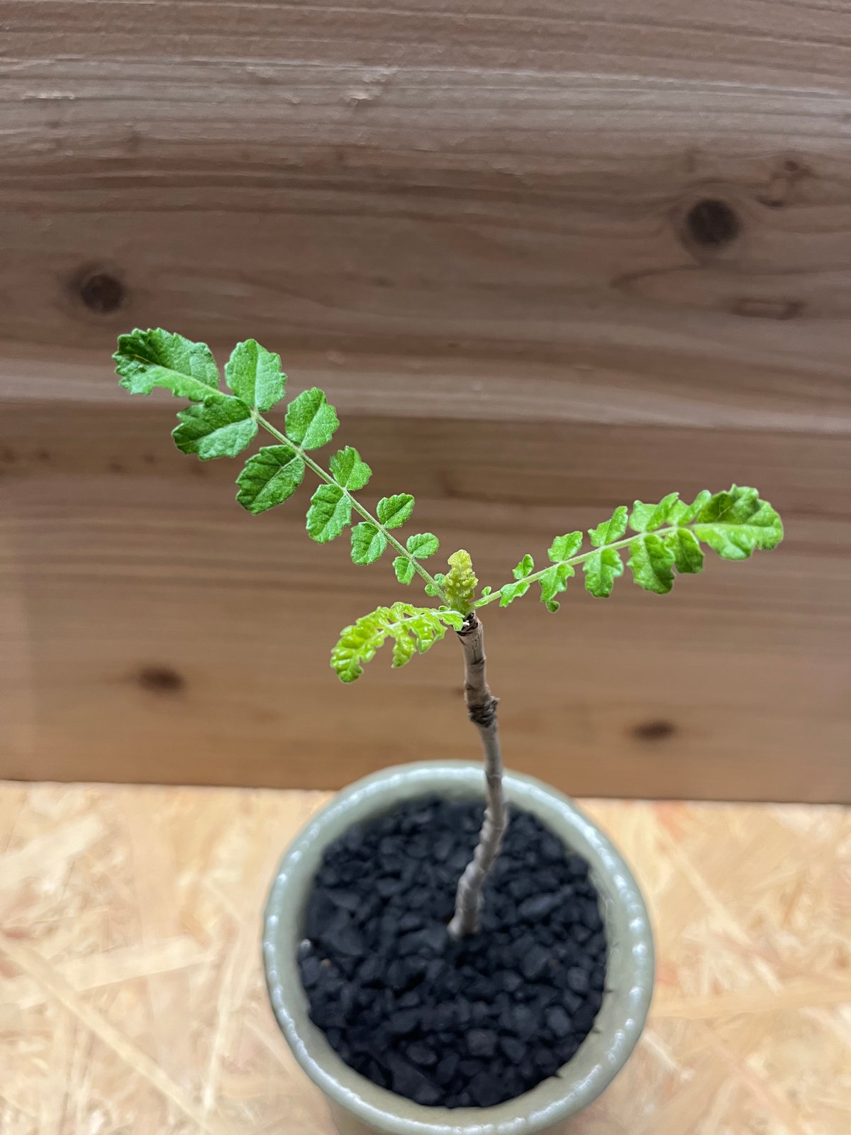 ボスウェリア サクラ×伝市鉢 穴窯 | GREEN LUCK