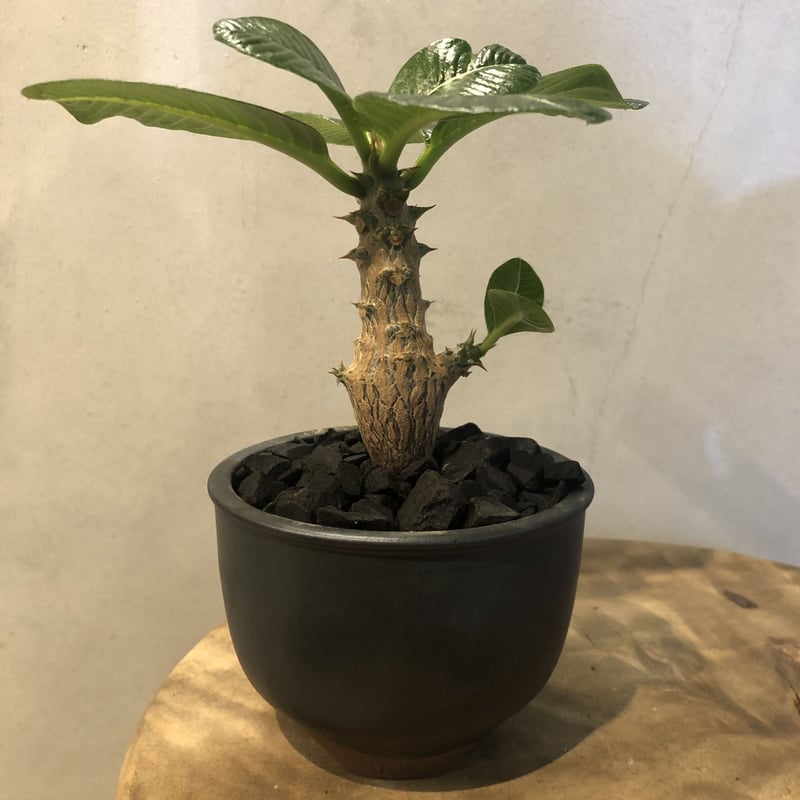 パキポディウム ウィンゾリー×伝市鉢 | GREEN LUCK