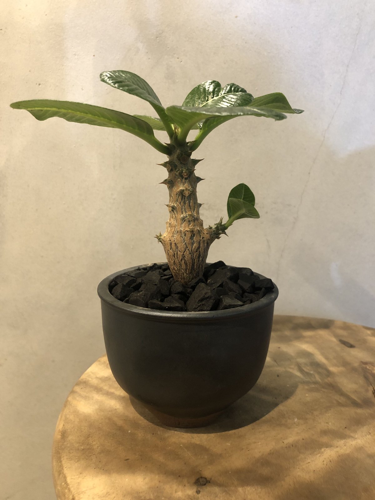 パキポディウム ウィンゾリー×伝市鉢 | GREEN LUCK