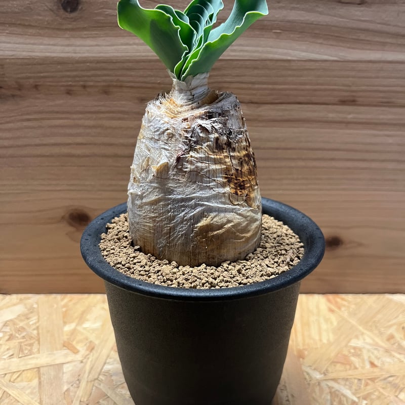 M様専用 ブーファン ハエマンソイデス | GREEN LUCK