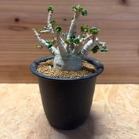 ユーフォルビア ガムケンシス | GREEN LUCK