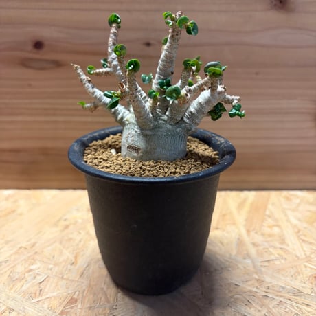 アデニウムアラビカム獅子葉 | STORES