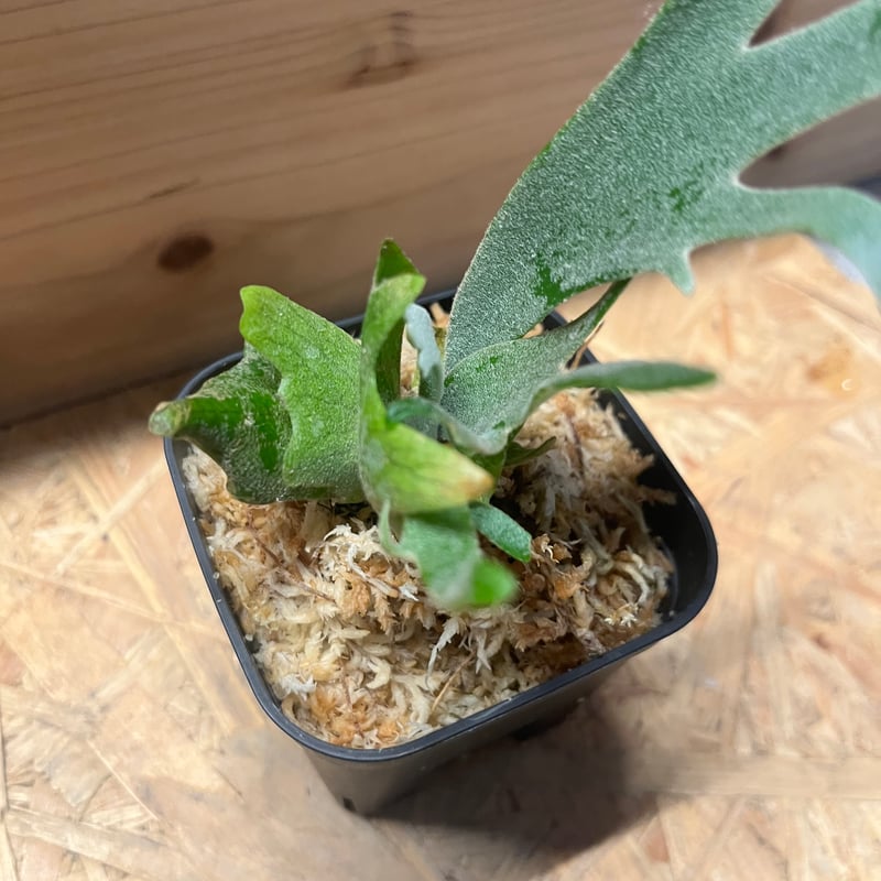 ビカクシダ ウィリンキー 'ジュエル' | GREEN LUCK