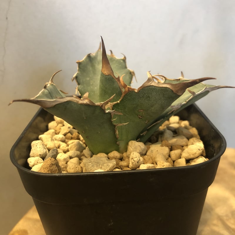 アガベ オアハカ botanize BOTANIZE（ボタナイズ）で開催されたアガベの販売会が最高の