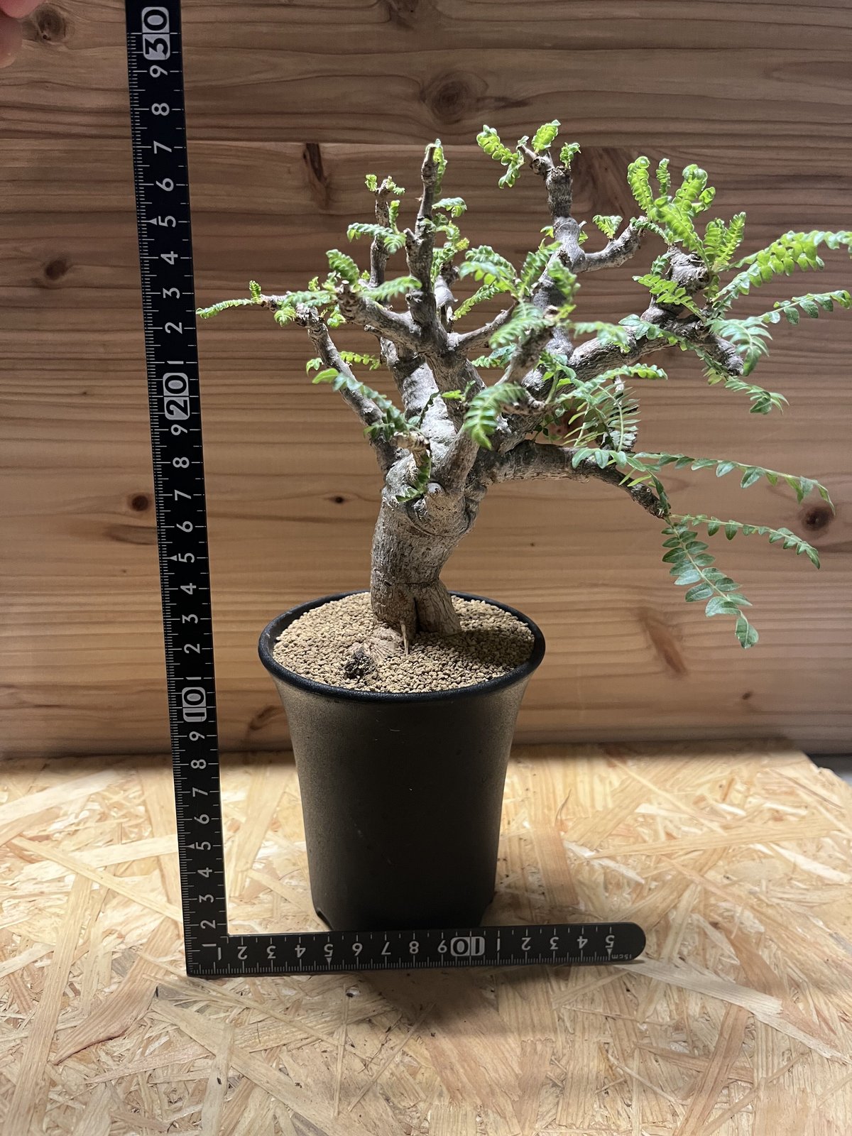 ボスウェリア ネグレクタ (Boswellia neglecta) 乳香の木 isla del pescado - Boswellia neglecta-ボスウェリア・ネグレクタ