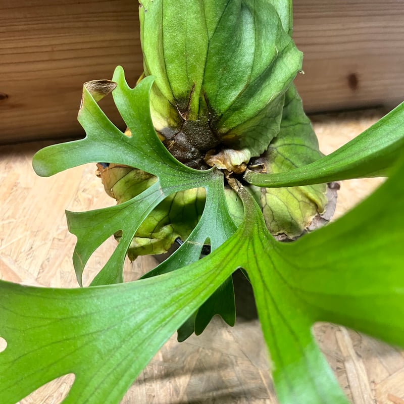 ビカクシダ キッチャクード | GREEN LUCK