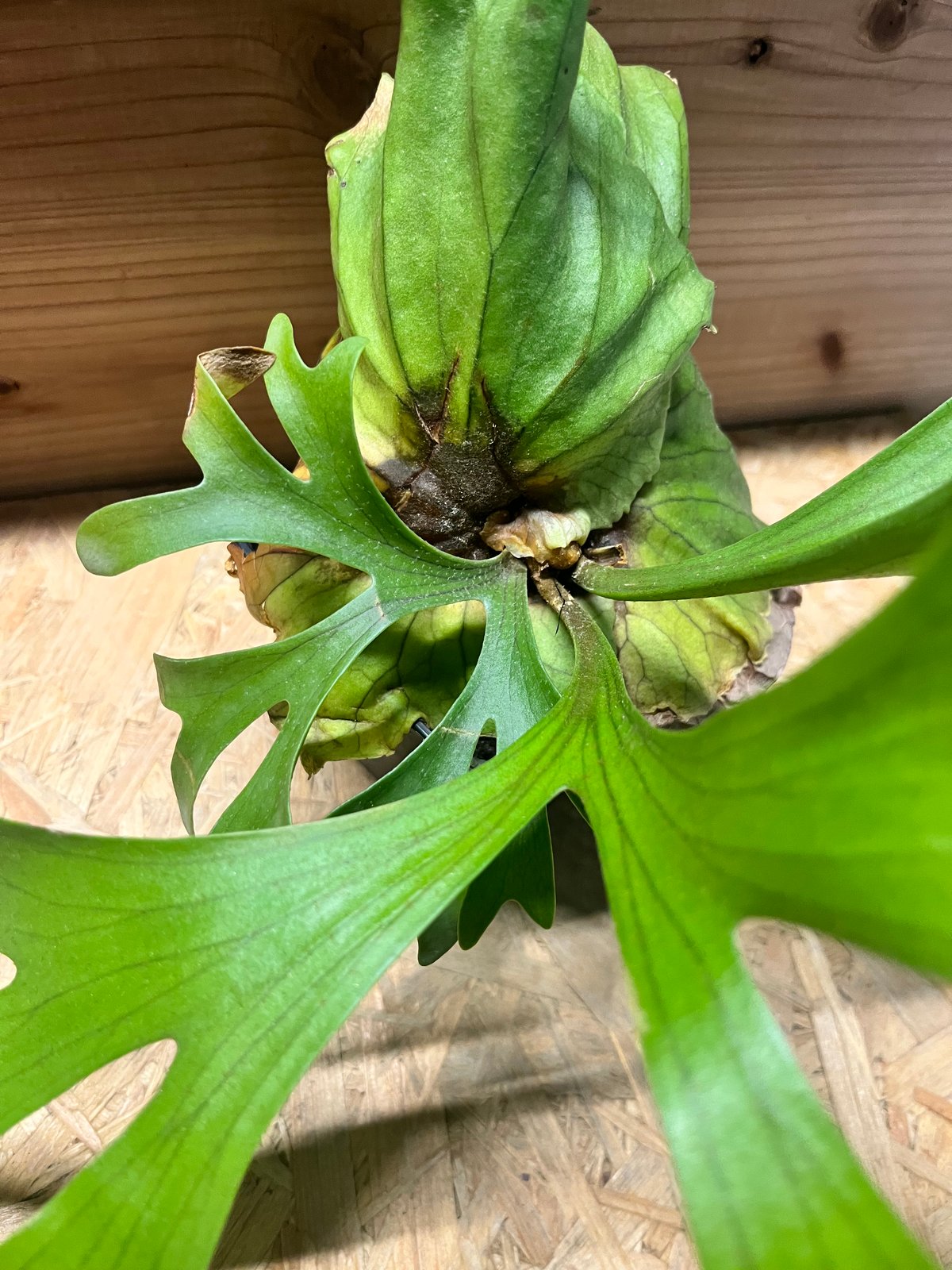 キッチャクード　立葉　リドレイ寄り ビカクシダ キッチャクード | GREEN LUCK