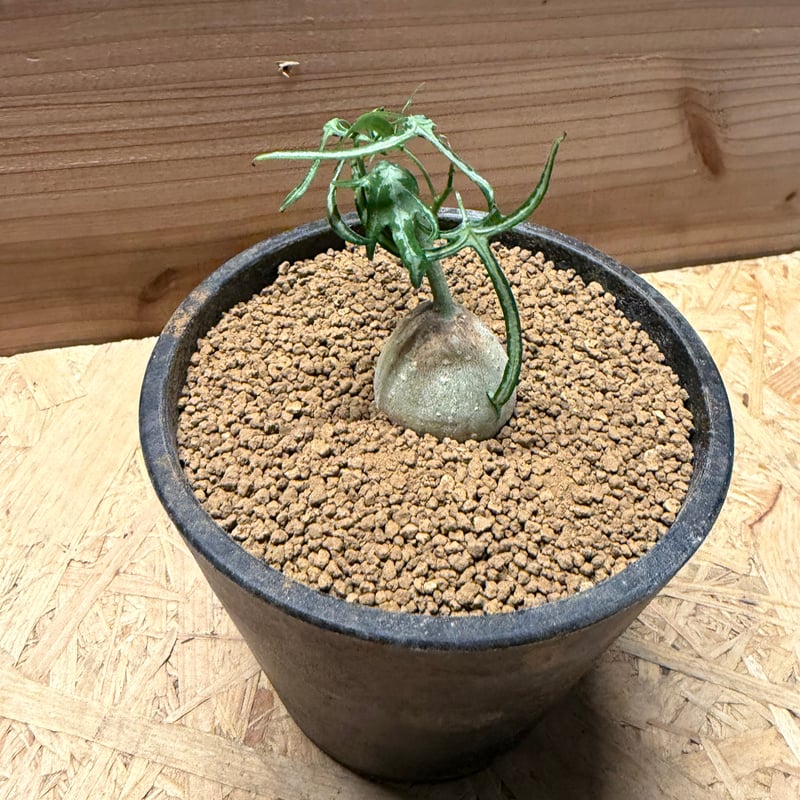 アデニア キルキー 塊根植物 コーデックス アデニア キルキー | GREEN LUCK