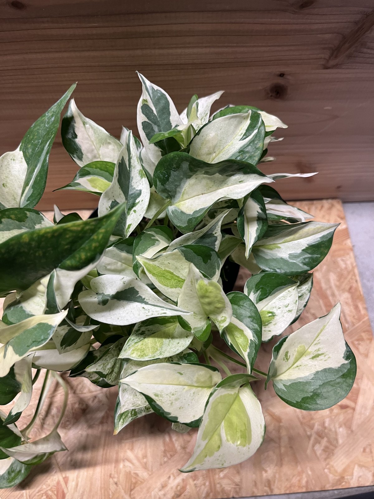 ★ご注文品★ブータン,マルタ,英ケイマン,バルバドス等9種112枚（詳細参照） ☆ご注文品☆ブータン,マルタ,英ケイマン,バルバドス等9種112枚（詳細