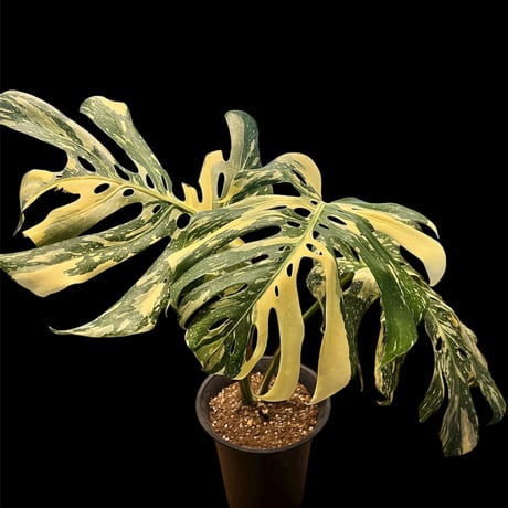 黄斑入りモンステラ タイコンステレーション モンステラ・タイコンステレーション Table-M | 観葉植物の通販 AND
