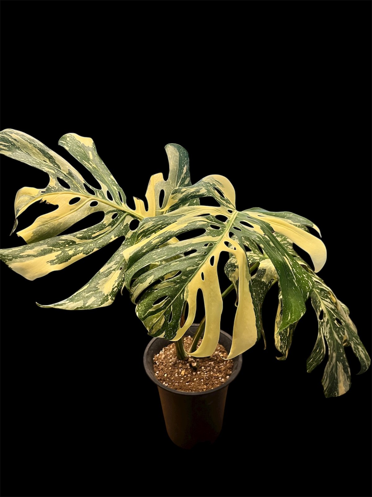 モンステラ デリシオーサ 'タイコンステレーション セレクト' | GREEN LUCK