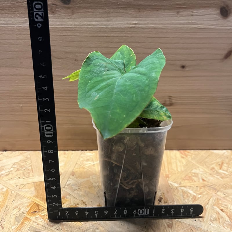 Anthurium kunayalense　アンスリウム　クナヤレンセ アンスリウム クナヤレンセ | GREEN LUCK