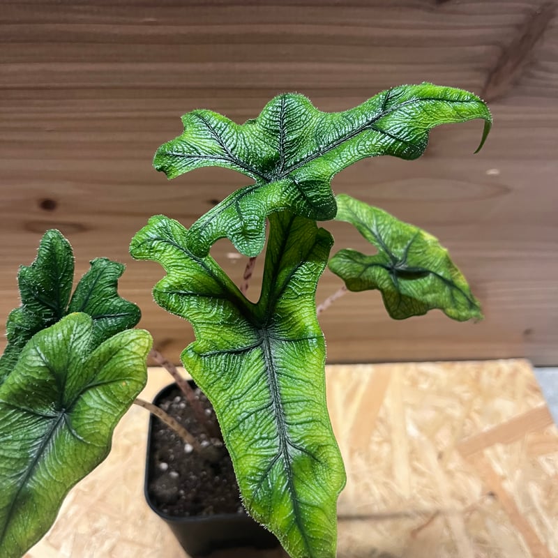 アロカシア　ジャックリン グレードA アロカシア・ジャックリン(ジャクリン)の成長記録・育て方 | シロウト園芸