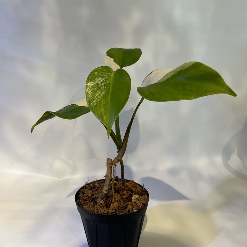 モンステラ 斑入り 茎伏せ 美株B - 植物/観葉植物