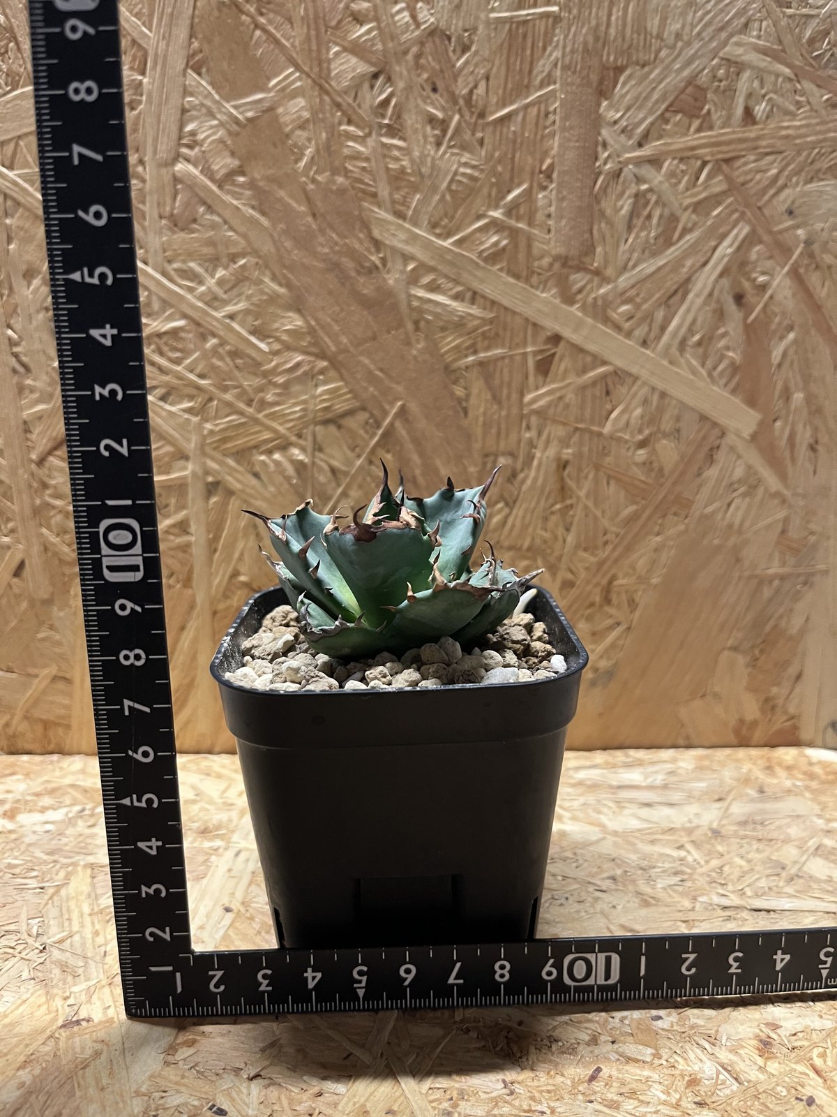 アガベ・姫厳龍 中型 アガベ・チタノタ 姫厳竜白中斑（小株）-001｜agave titanota