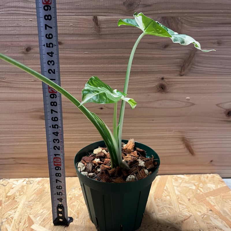 斑入りクワズイモ オキナワシルバー | GREEN LUCK 