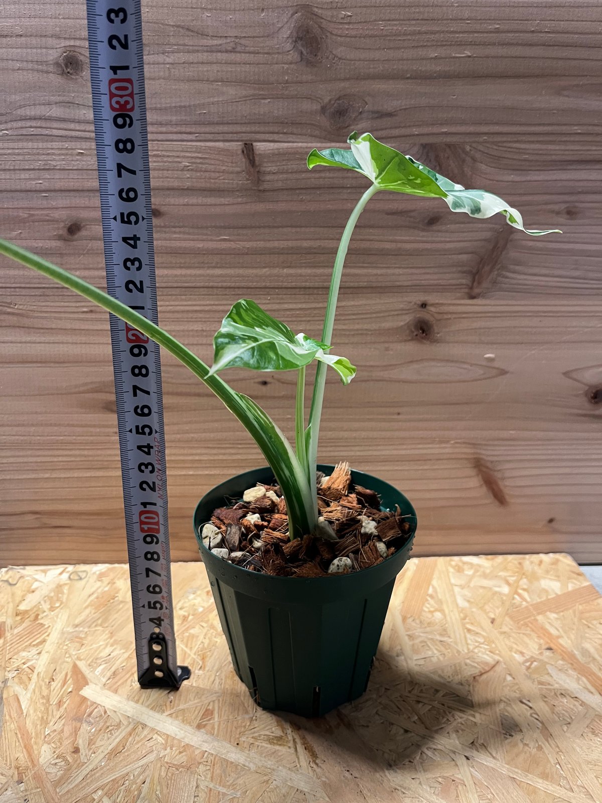 斑入りクワズイモ オキナワシルバー | GREEN LUCK