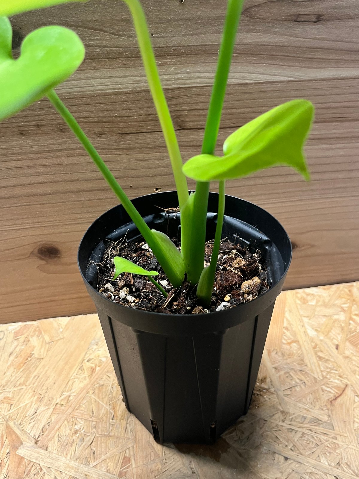 モンステラ デリシオーサ ゴールドリーフ | GREEN LUCK