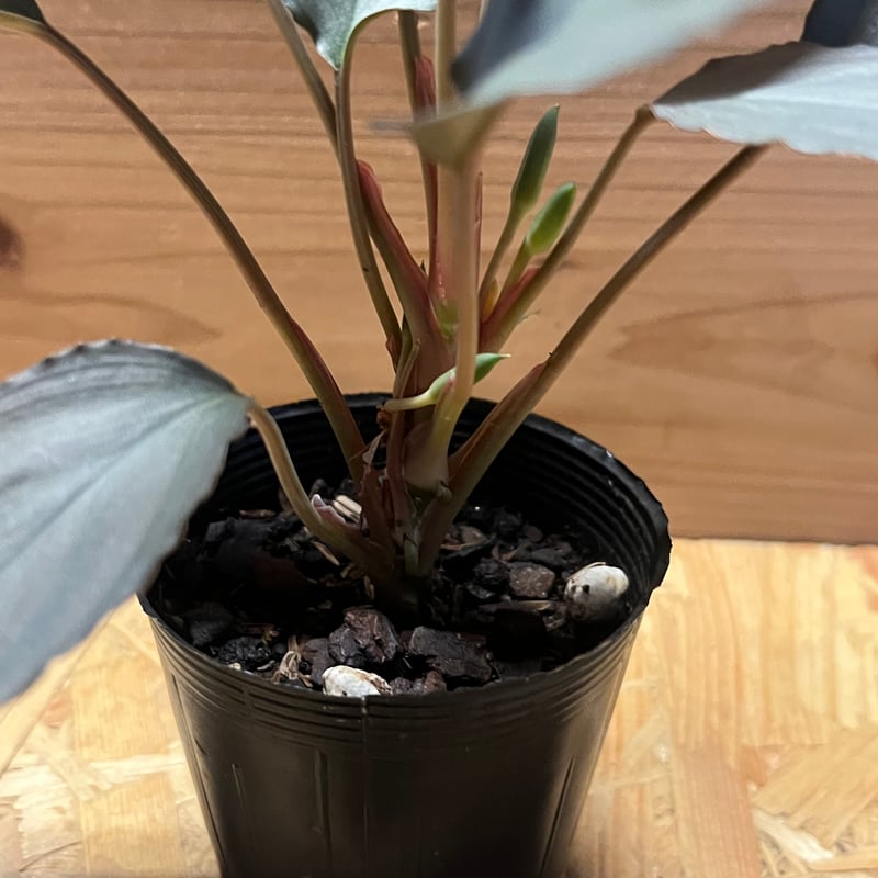 ホマロメナ sp.赤銀 West Java | GREEN LUCK