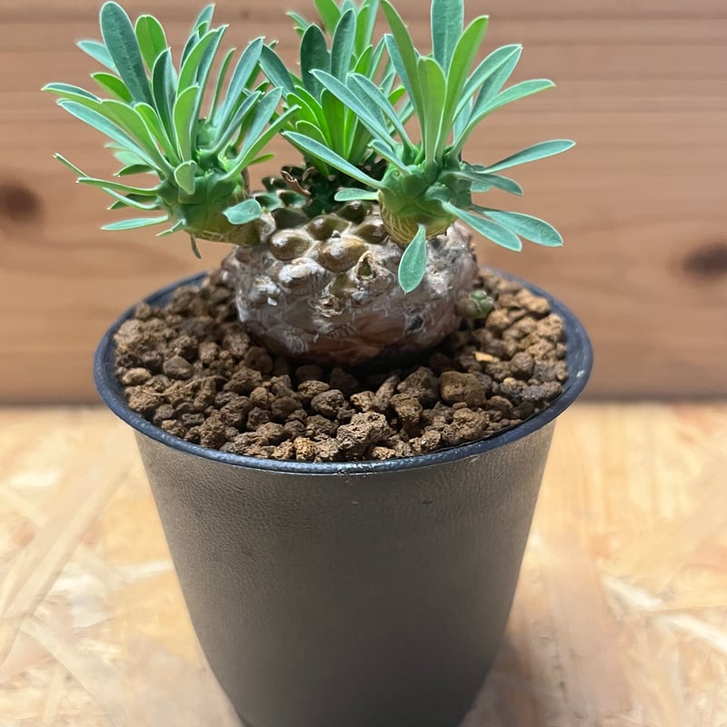 ユーフォルビア 峨眉山 | GREEN LUCK