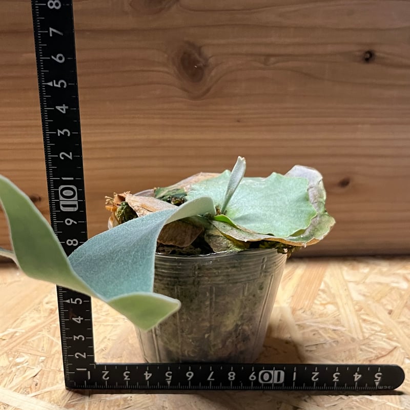 ビカクシダ ベイチー レモイネイ | GREEN LUCK