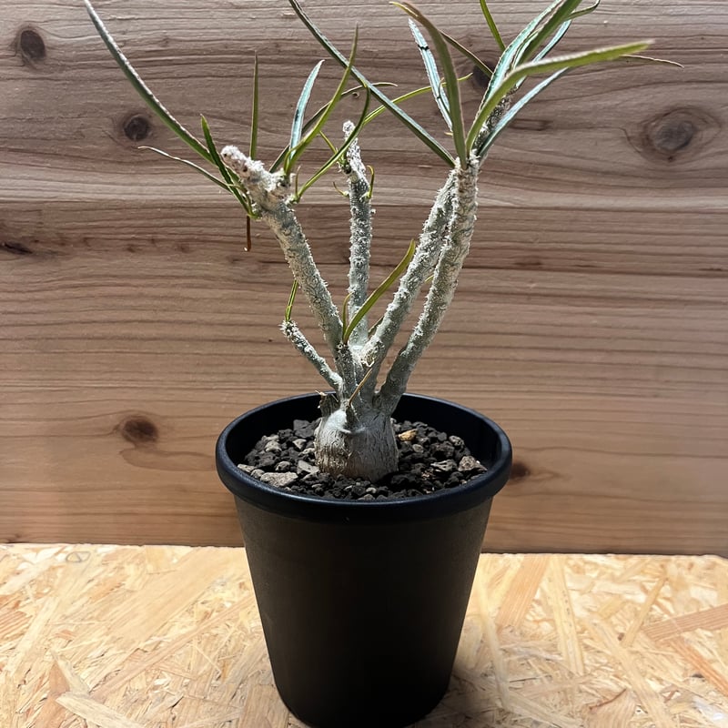 ユーフォルビア ワリンギアエ | GREEN LUCK