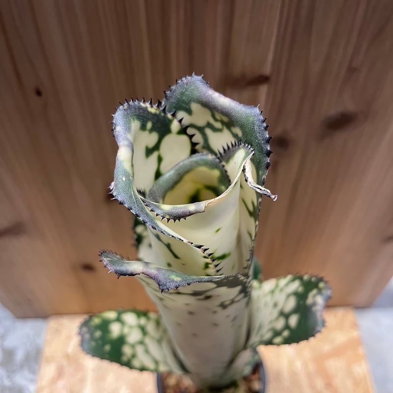 ビルベルギア メリーモナーク | GREEN LUCK