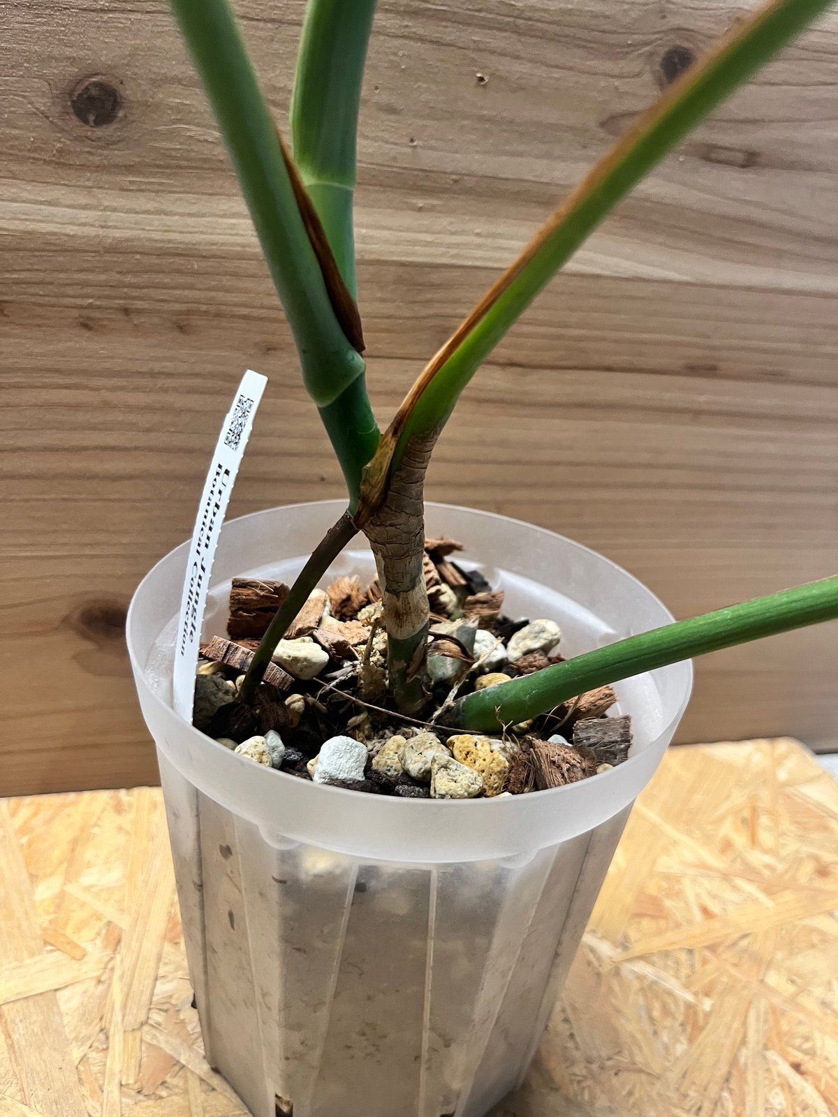 モンステラ デリシオーサvar.シエラナ | GREEN LUCK