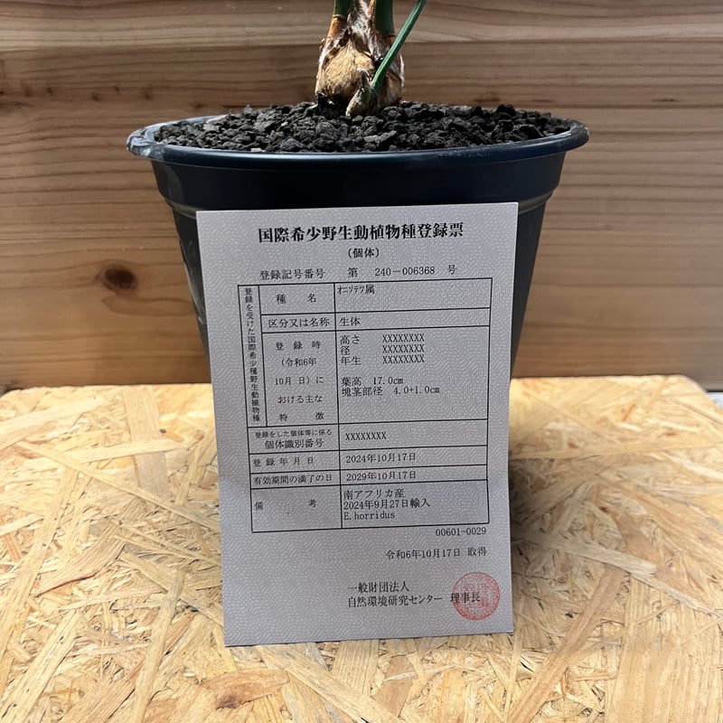 エンセファラルトス ホリダス | GREEN LUCK