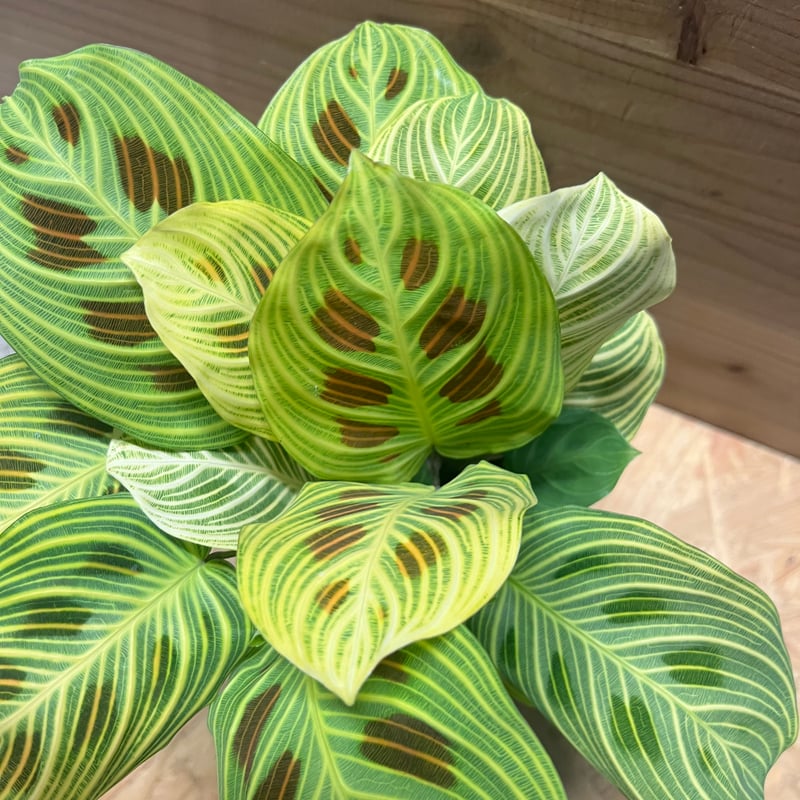 マランタ ライトベインズ | GREEN LUCK