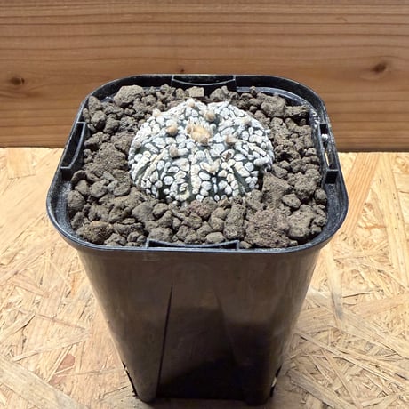 国内実生　スーパー兜×花園兜　温室管理（全幅10cm×全高7cm）特大株 楽天市場】サボテン スーパー兜の通販