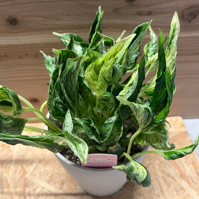 ポトス テルノラブソング | GREEN LUCK