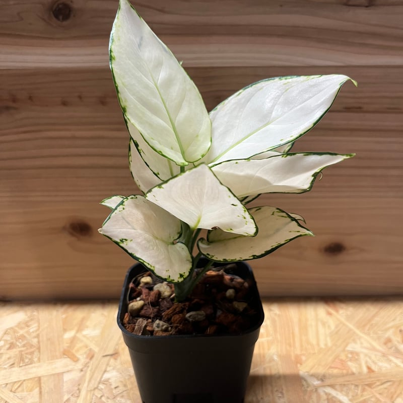 【やま】ダーバン エイリアン GMO サワーアムネシア 計20ml Sour Amnesia 大麻の種子 - Hortilab Seeds