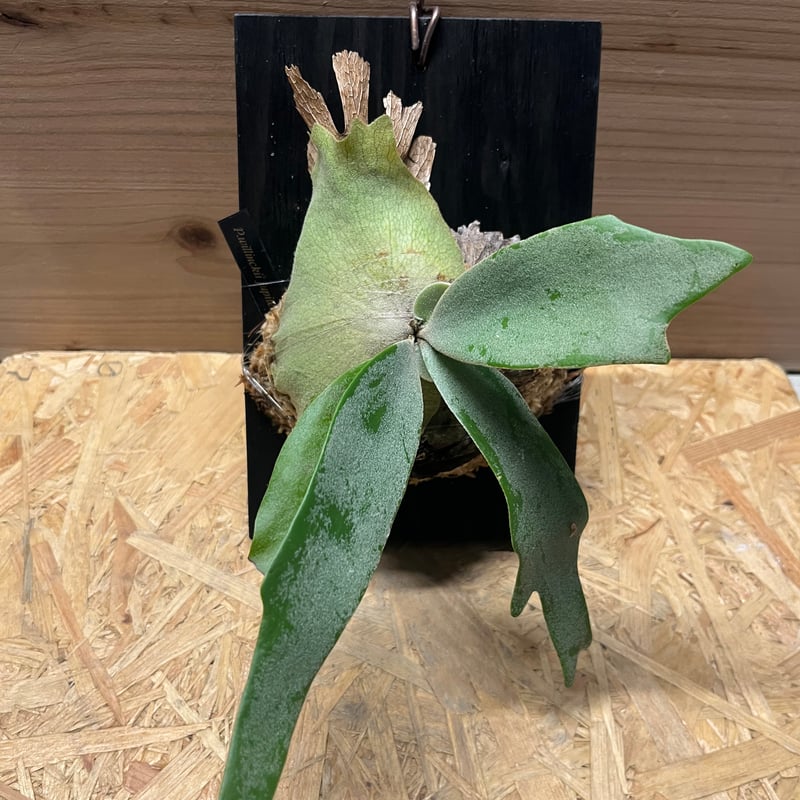 ウィリンキー　ビカクシダ ビカクシダ ウィリンキー セーラージュピター | GREEN LUCK