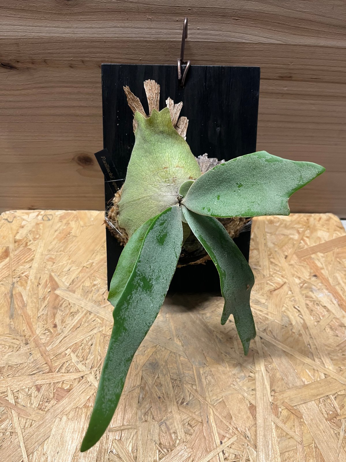 ビカクシダ ウィリンキー セーラージュピター | GREEN LUCK