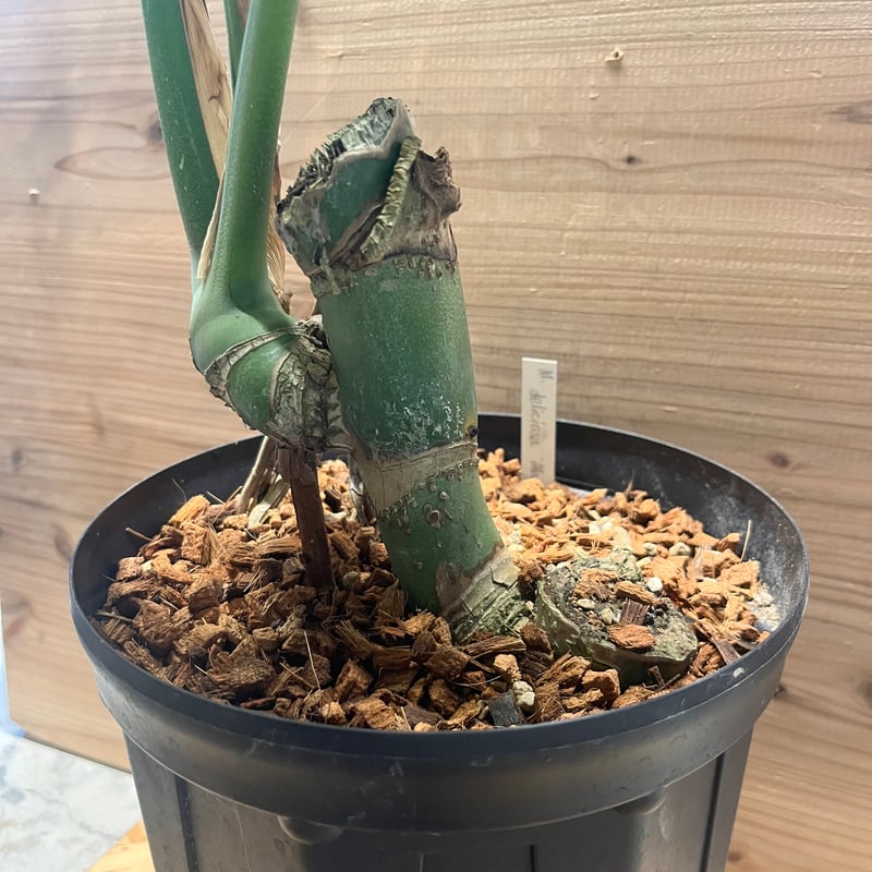 モンステラ デリシオーサ マクロコズム | GREEN LUCK