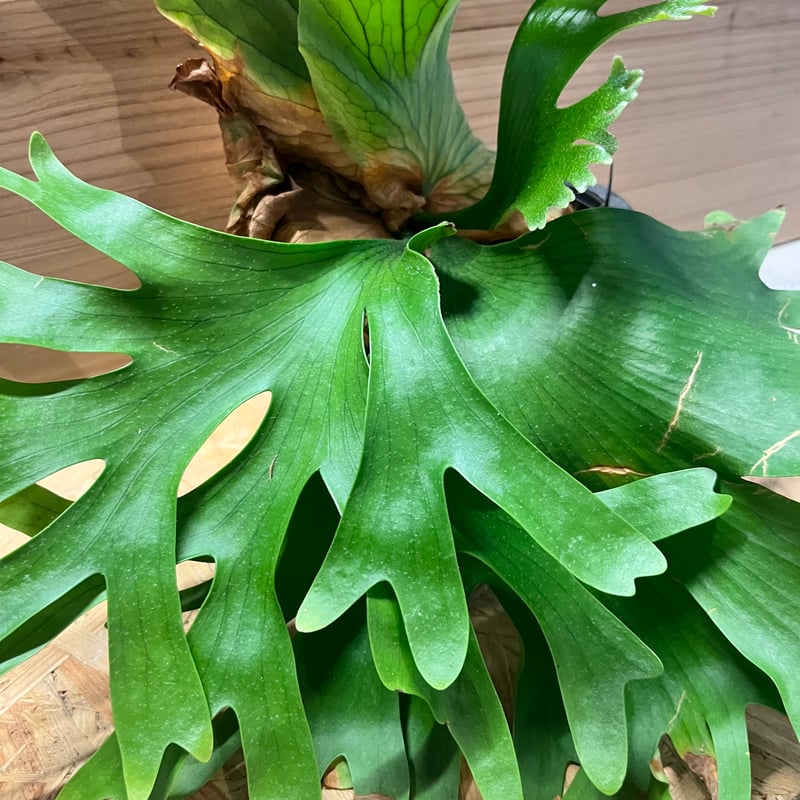 ビカクシダ コロナリウム カーソン | GREEN LUCK