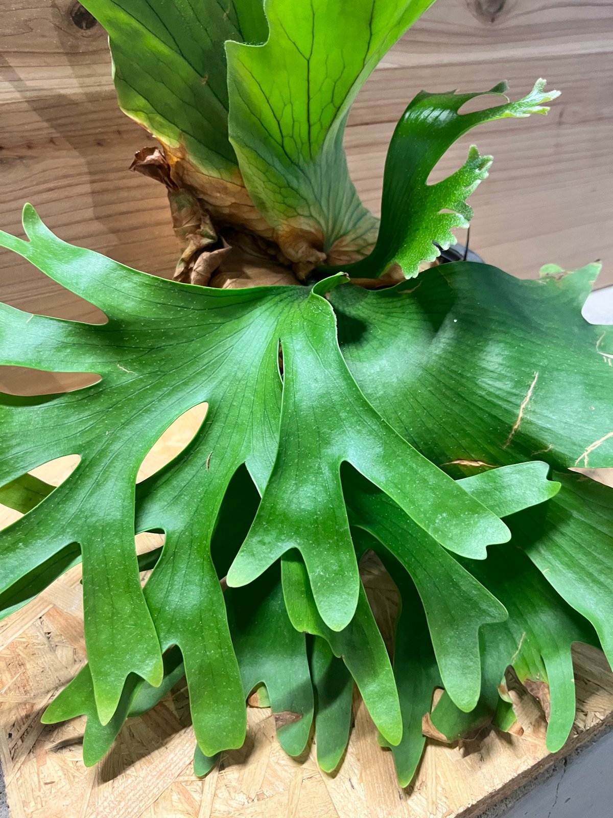 ビカクシダ コロナリウム カーソン | GREEN LUCK