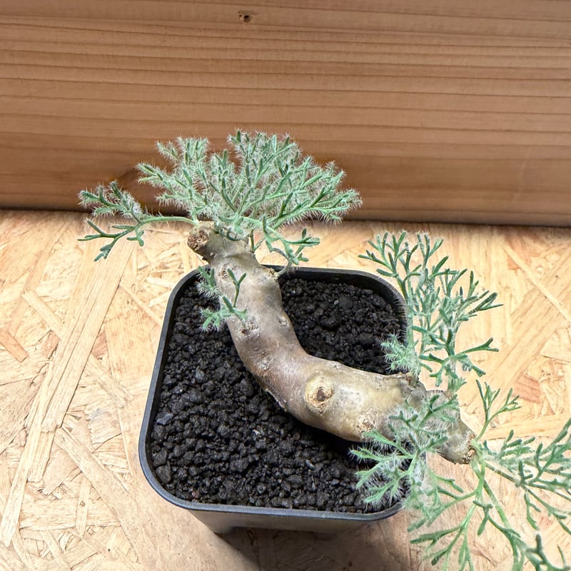 最終値下！一押し残り5株★【実生株】モンソニア ムルチフィダ【採種可能】芽吹き中 モンソニア ムルチフィダ | GREEN LUCK