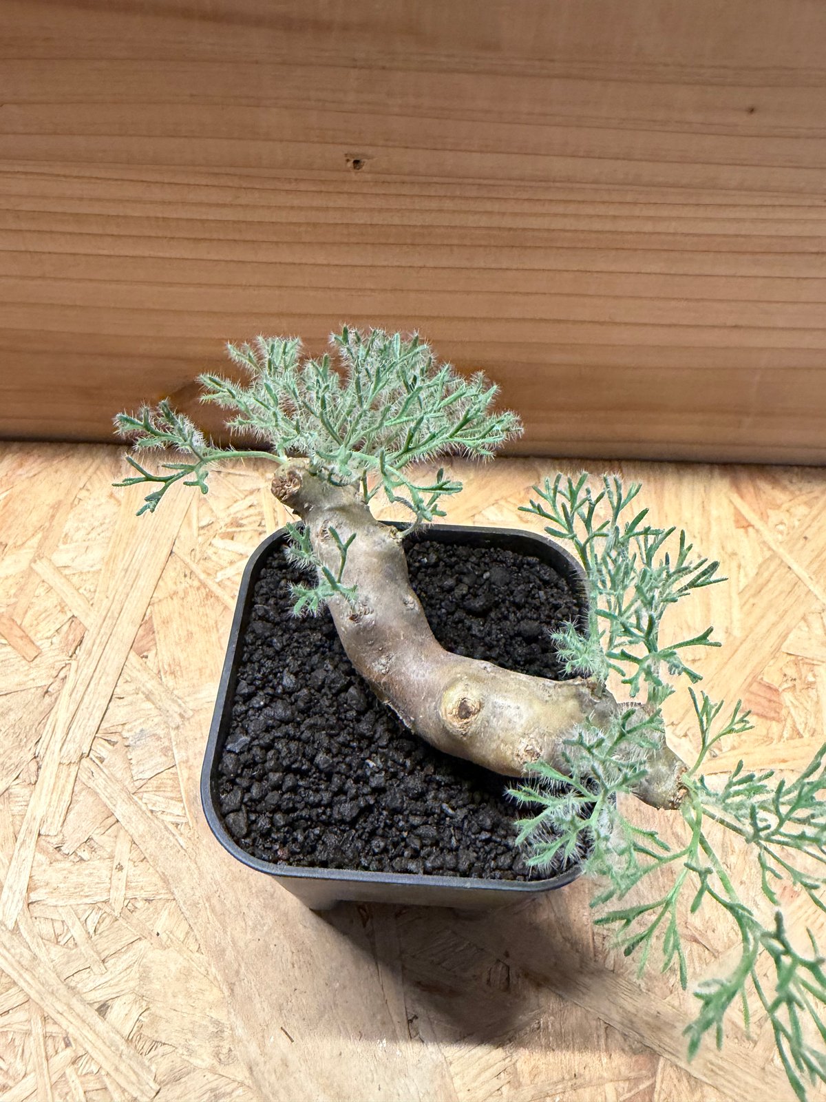 モンソニア ムルチフィダ | GREEN LUCK