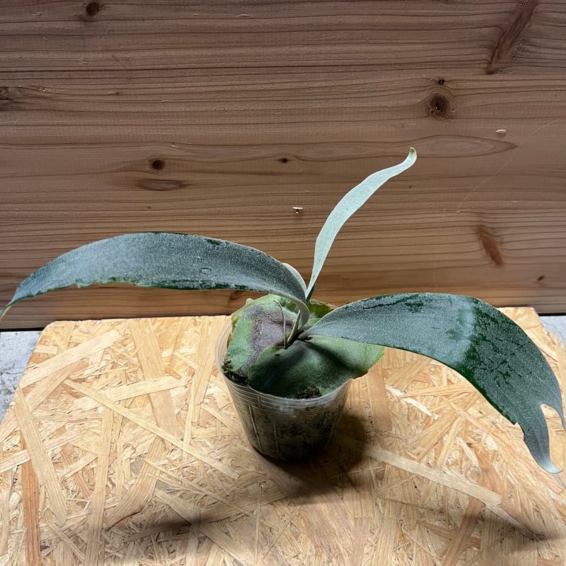 【たーくん】ビカクシダ　ホワイトホーク他 その後のビカクシダ ホワイトホーク（White Hawk）①