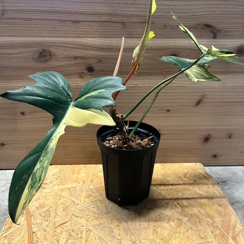 フィロデンドロン 'キティナ' （フロリダビューティー×マヨイ